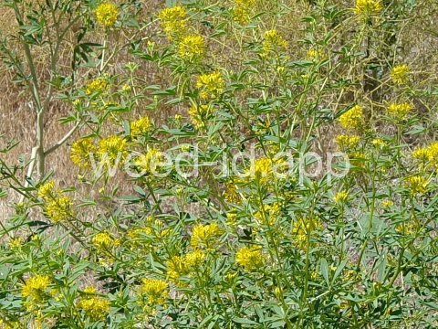 beeplant, yellow